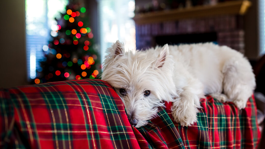 Dogs discount and christmas